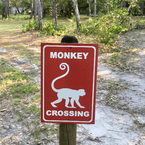 monkey-crossing